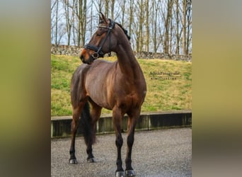 Sonstige Rassen, Stute, 15 Jahre, 147 cm, Brauner