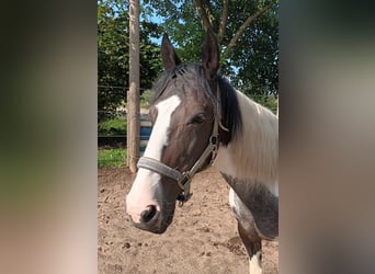 Sonstige Rassen, Stute, 15 Jahre, 150 cm, Schecke