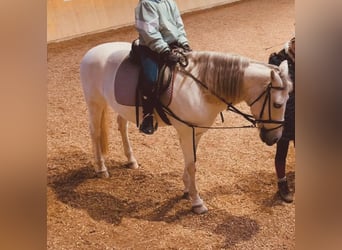 Sonstige Rassen, Stute, 15 Jahre, 152 cm, Schimmel