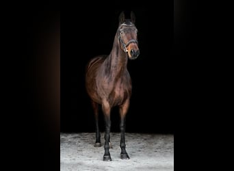 Sonstige Rassen, Stute, 15 Jahre, 165 cm, Brauner