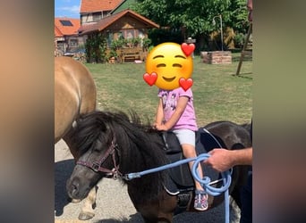 Sonstige Rassen, Stute, 15 Jahre, 96 cm, Rappschimmel
