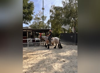 Sonstige Rassen, Stute, 15 Jahre