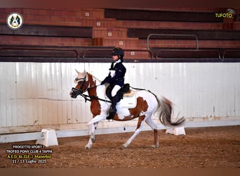 Sonstige Rassen, Stute, 16 Jahre, 127 cm, Schecke