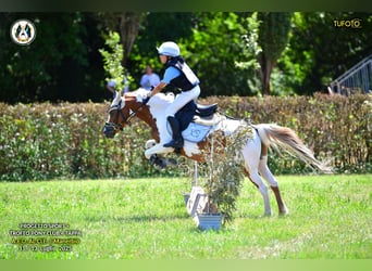 Sonstige Rassen, Stute, 16 Jahre, 127 cm, Schecke