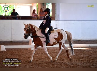 Sonstige Rassen, Stute, 16 Jahre, 127 cm, Schecke