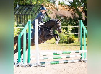 Sonstige Rassen, Stute, 16 Jahre, 128 cm, Rappe