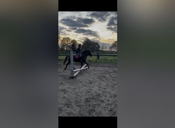 Sonstige Rassen, Stute, 16 Jahre, 133 cm, Dunkelfuchs