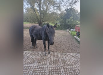 Sonstige Rassen Mix, Stute, 16 Jahre, 145 cm, Rappe