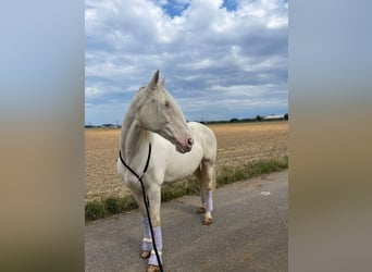 Sonstige Rassen, Stute, 16 Jahre, 155 cm, Cremello