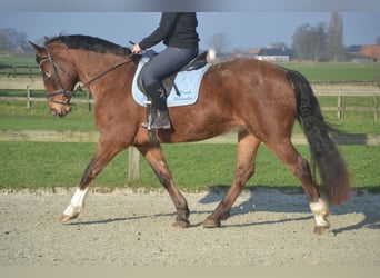 Sonstige Rassen, Stute, 16 Jahre, 157 cm, Tigerschecke