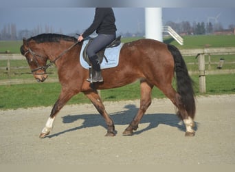 Sonstige Rassen, Stute, 16 Jahre, 157 cm, Tigerschecke