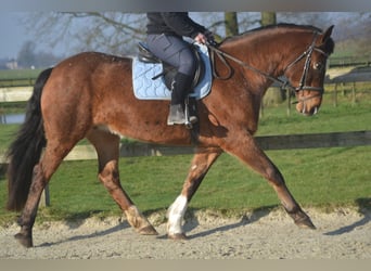 Sonstige Rassen, Stute, 16 Jahre, 157 cm, Tigerschecke