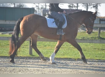 Sonstige Rassen, Stute, 16 Jahre, 157 cm, Tigerschecke