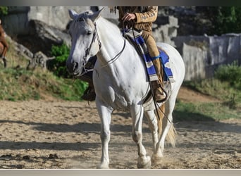 Sonstige Rassen, Stute, 16 Jahre, 160 cm, Schimmel