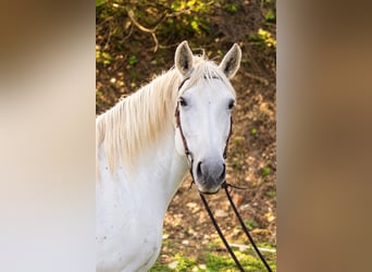 Sonstige Rassen, Stute, 16 Jahre, 160 cm, Schimmel