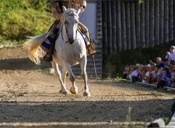 Sonstige Rassen, Stute, 16 Jahre, 160 cm, Schimmel
