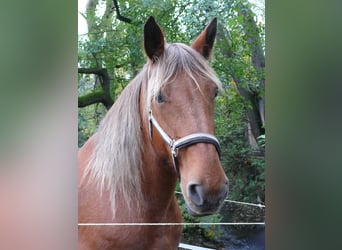 Sonstige Rassen, Stute, 16 Jahre, 164 cm, Fuchs
