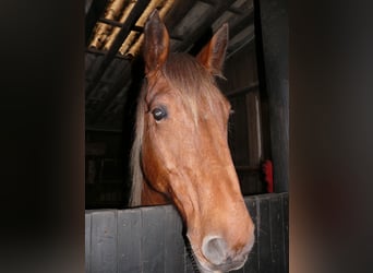 Sonstige Rassen, Stute, 16 Jahre, 164 cm, Fuchs