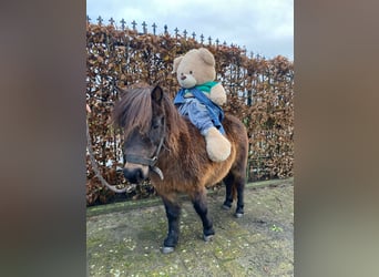 Sonstige Rassen, Stute, 16 Jahre, Dunkelbrauner