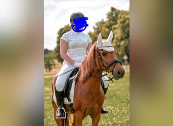Sonstige Rassen, Stute, 17 Jahre, 140 cm, Fuchs