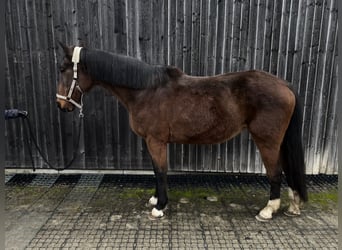 Sonstige Rassen, Stute, 17 Jahre, 163 cm, Dunkelbrauner