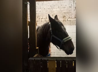 Sonstige Rassen, Stute, 17 Jahre, 165 cm, Dunkelbrauner