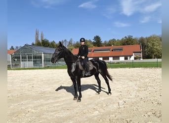 Sonstige Rassen, Stute, 17 Jahre, 170 cm, Rappe