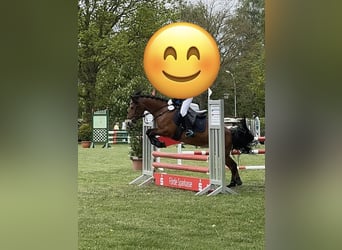 Sonstige Rassen, Stute, 18 Jahre, 131 cm, Brauner