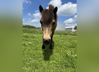 Sonstige Rassen, Stute, 18 Jahre, 148 cm, Buckskin