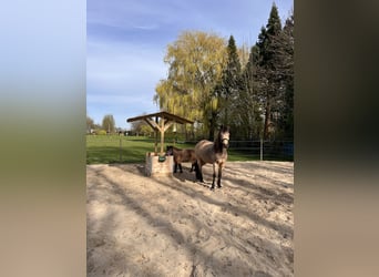 Sonstige Rassen, Stute, 18 Jahre, 150 cm, Buckskin