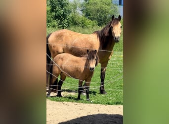 Sonstige Rassen, Stute, 18 Jahre, 150 cm, Buckskin