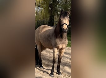 Sonstige Rassen, Stute, 18 Jahre, 150 cm, Buckskin