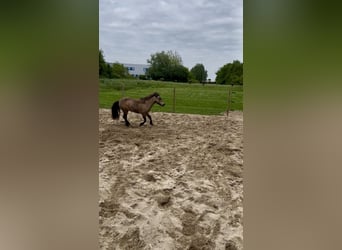 Sonstige Rassen, Stute, 18 Jahre, 150 cm, Buckskin