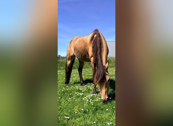 Sonstige Rassen, Stute, 18 Jahre, 150 cm, Buckskin
