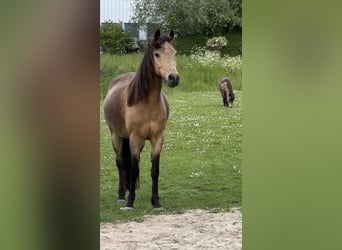 Sonstige Rassen, Stute, 18 Jahre, 150 cm, Buckskin