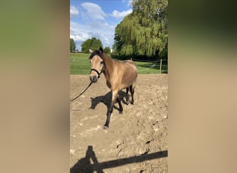 Sonstige Rassen, Stute, 18 Jahre, 150 cm, Buckskin