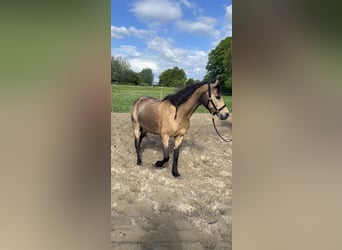 Sonstige Rassen, Stute, 18 Jahre, 150 cm, Buckskin