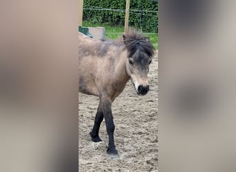 Sonstige Rassen, Stute, 18 Jahre, 150 cm, Buckskin