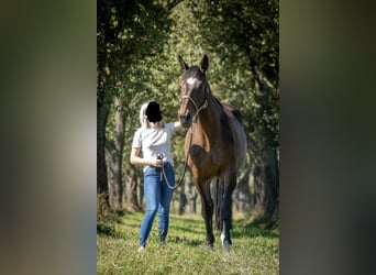 Sonstige Rassen, Stute, 18 Jahre, 158 cm, Brauner