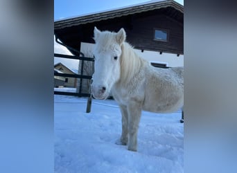 Sonstige Rassen Mix, Stute, 19 Jahre, 120 cm, Schimmel