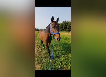 Sonstige Rassen, Stute, 19 Jahre, 147 cm, Brauner