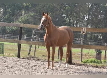 Sonstige Rassen, Stute, 19 Jahre, 152 cm, Fuchs