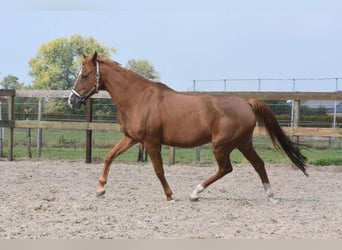 Sonstige Rassen, Stute, 19 Jahre, 152 cm, Fuchs