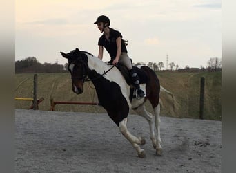 Sonstige Rassen Mix, Stute, 19 Jahre, 152 cm, Schecke