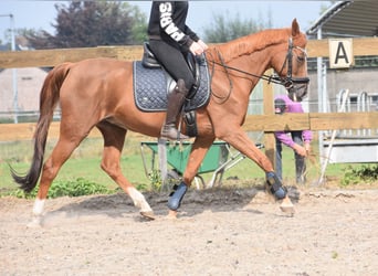 Sonstige Rassen, Stute, 19 Jahre, 153 cm, Fuchs