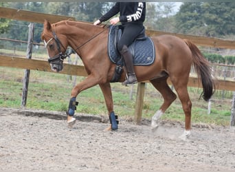 Sonstige Rassen, Stute, 19 Jahre, 153 cm, Fuchs