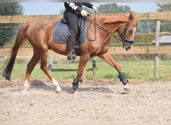 Sonstige Rassen, Stute, 19 Jahre, 153 cm, Fuchs
