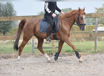 Sonstige Rassen, Stute, 19 Jahre, 153 cm, Fuchs