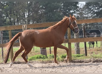 Sonstige Rassen, Stute, 19 Jahre, 153 cm, Fuchs