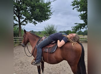 Sonstige Rassen, Stute, 19 Jahre, 155 cm, Brauner